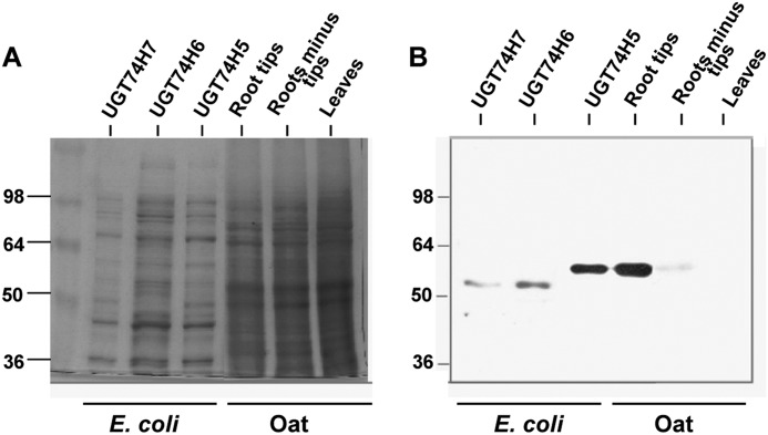 FIGURE 4.