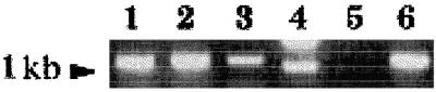 FIG. 5