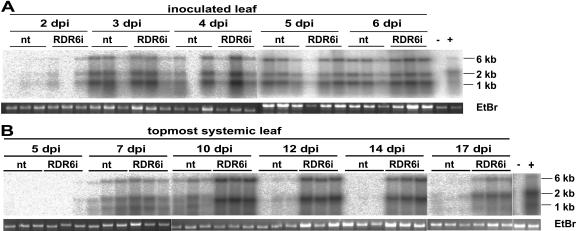 Figure 5.