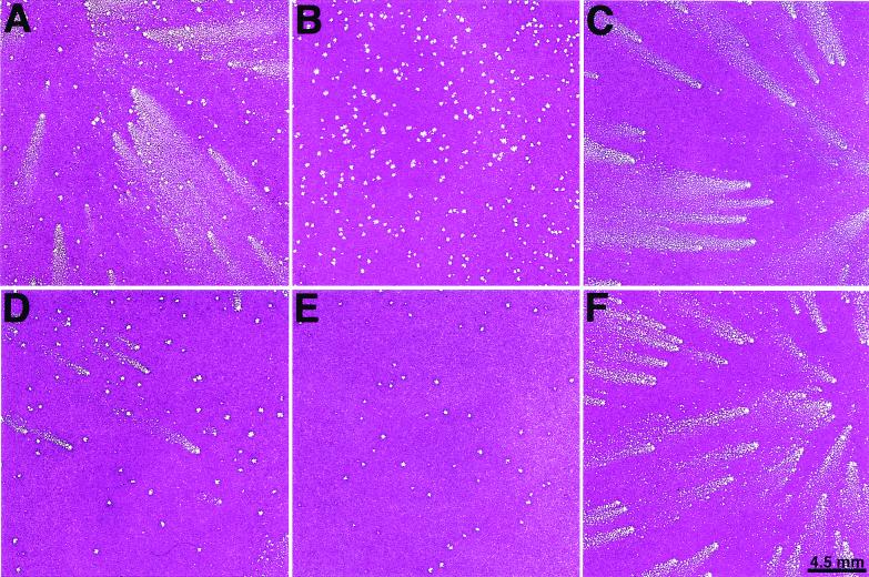 FIG. 4.