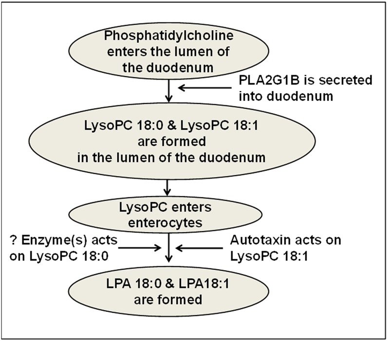 Fig. 13.