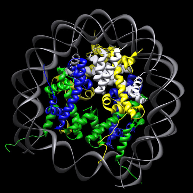 Nucleosome containing H2A.Z