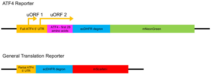 Figure 1—figure supplement 3.