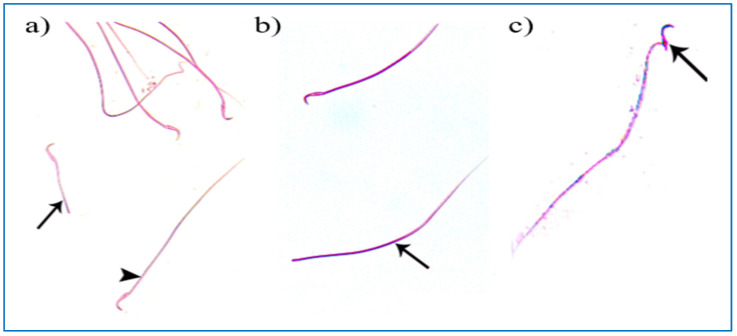 Figure 10