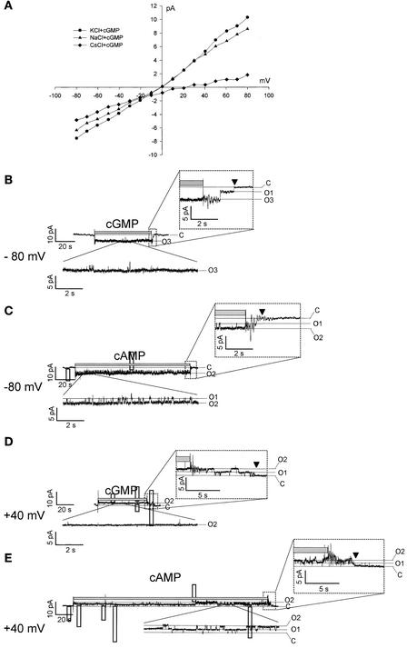 Figure 7.