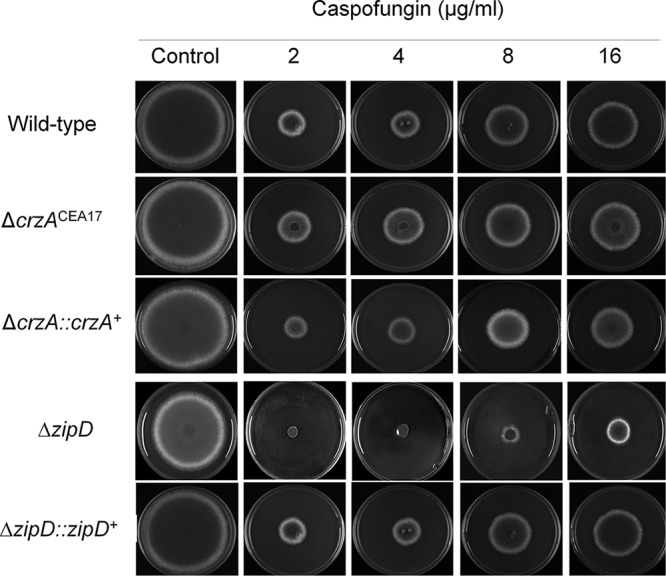 FIG 6 