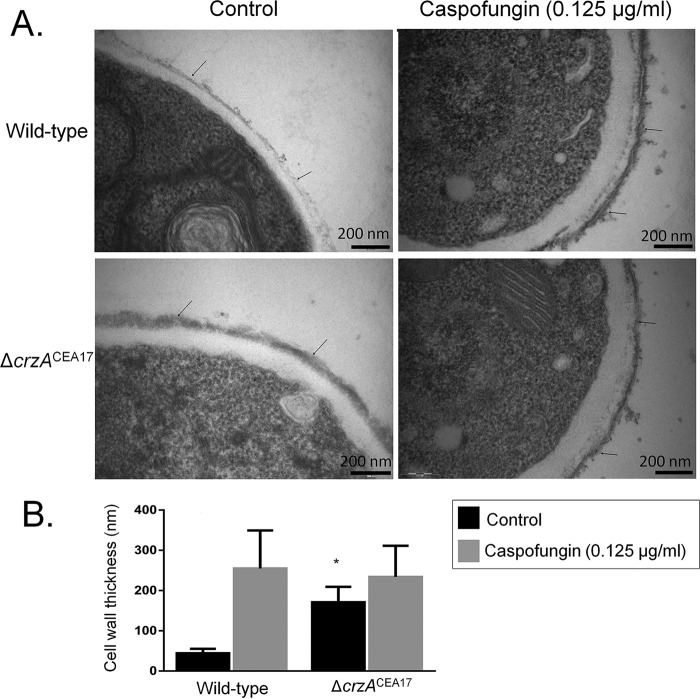 FIG 5 