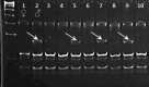 Figure 5