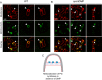 Figure 3—figure supplement 4.