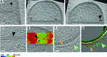 Figure 1—figure supplement 3.