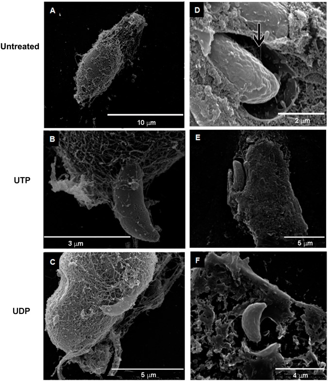 Fig 4