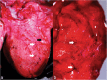 Fig. 10
