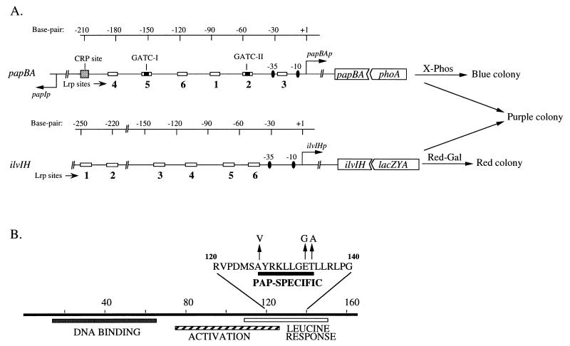 FIG. 1