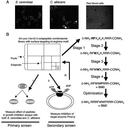 FIG. 1.