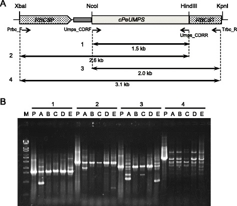 Fig. 4