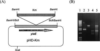 FIG. 5