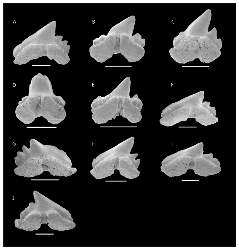 Figure 12