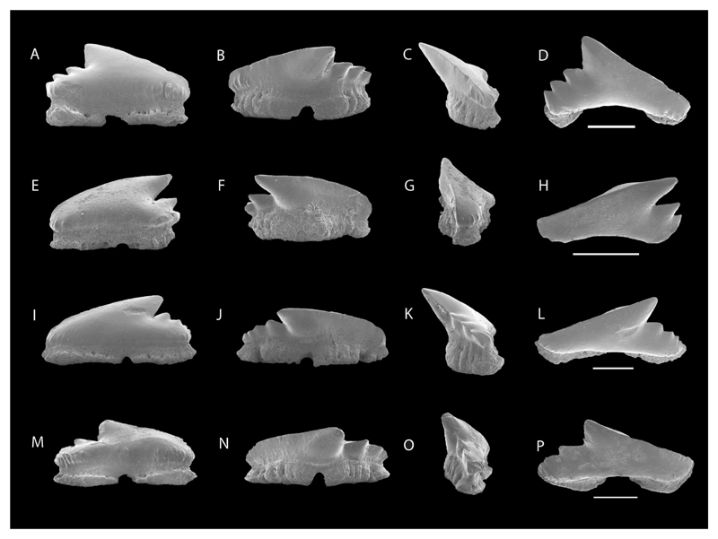 Figure 11