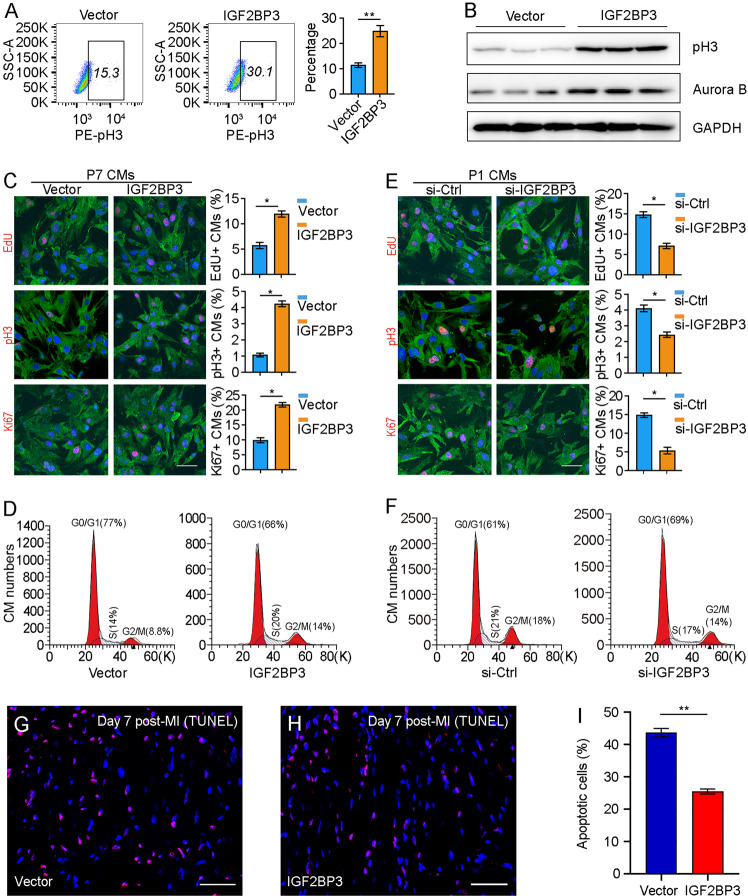 IGF2BP3 promotes adult myocardial regeneration by stabilizing MMP3 mRNA ...