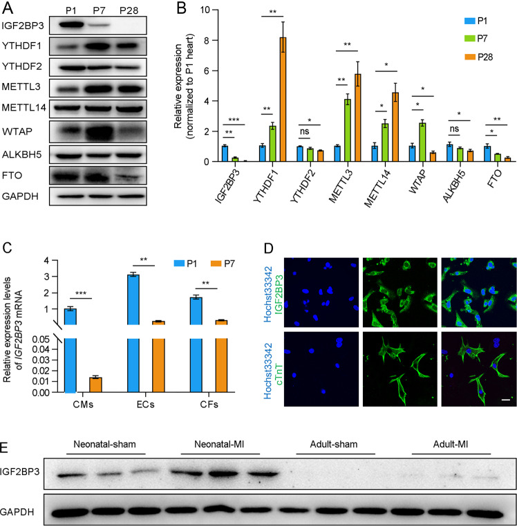 IGF2BP3 promotes adult myocardial regeneration by stabilizing MMP3 mRNA ...