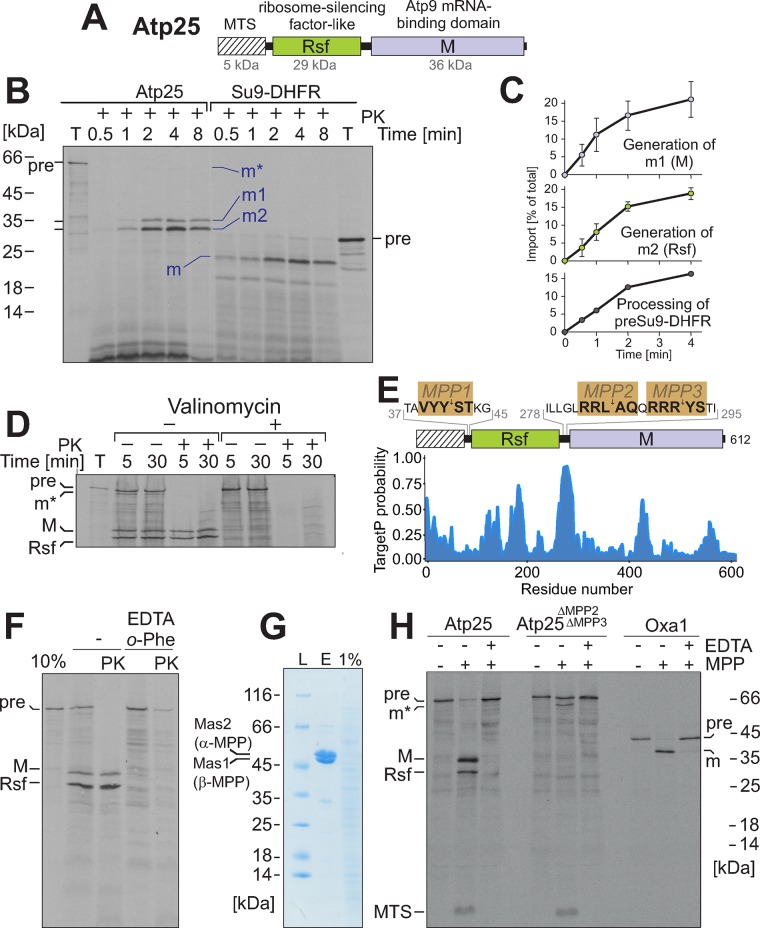 FIGURE 3: