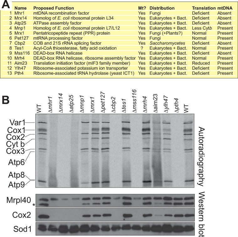 FIGURE 2: