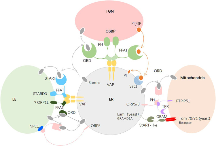 FIGURE 3