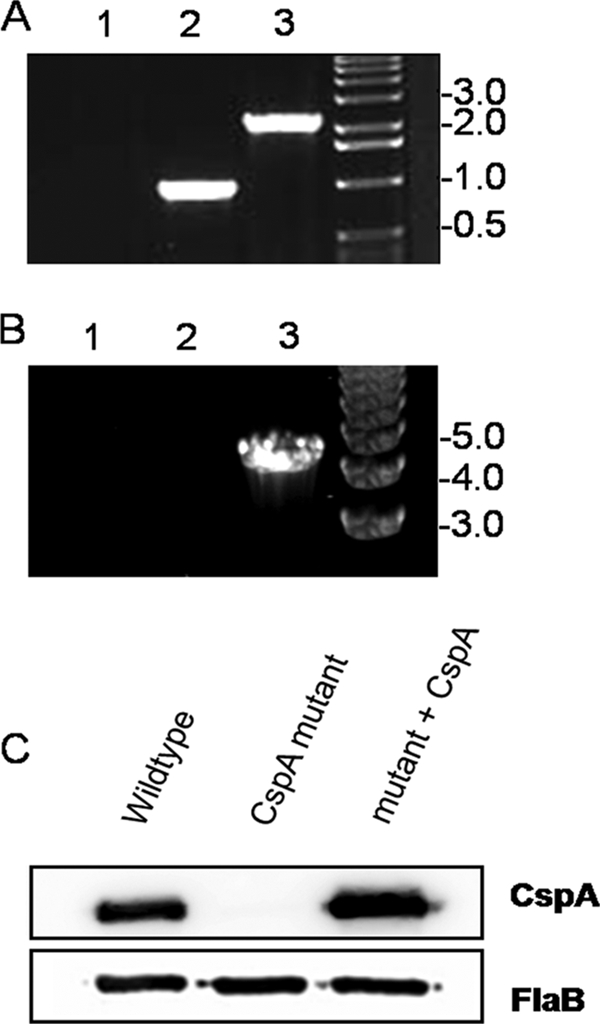 FIG. 1.