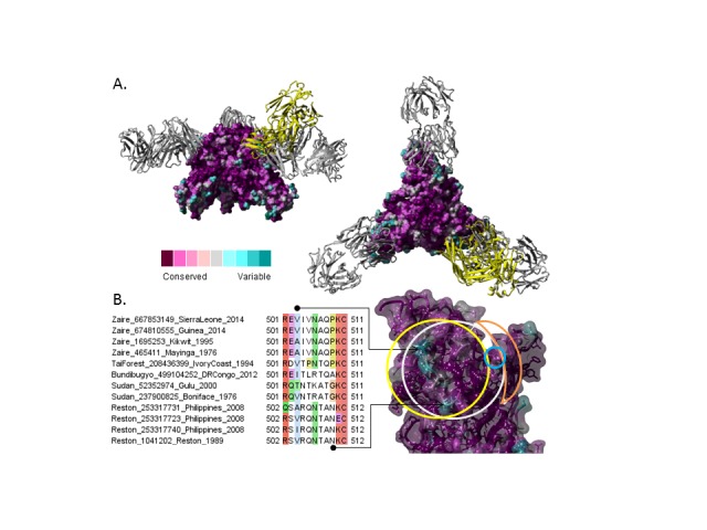 Ebolavirus structure conservation of known protective mAb epitopes. 