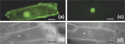 Fig. 5.