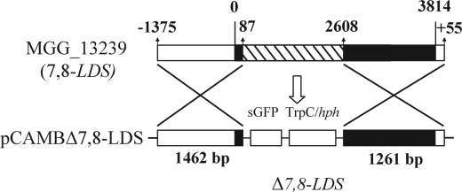 FIGURE 2.