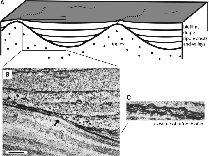 FIG. 5.