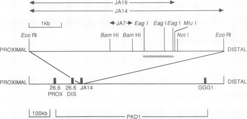 graphic file with name pnas01060-0240-a.jpg