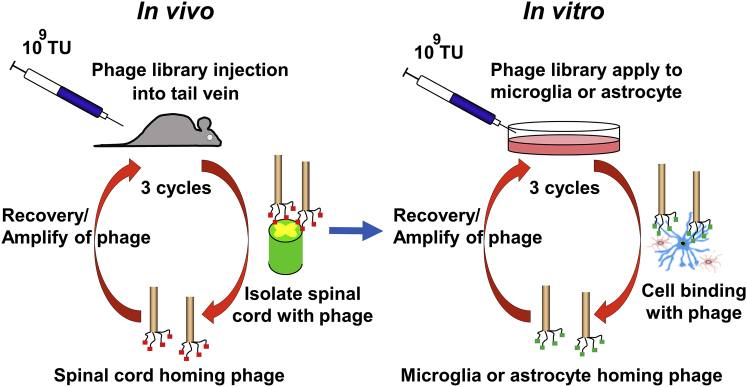 Figure 1