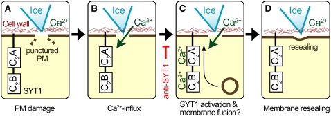 Figure 14.