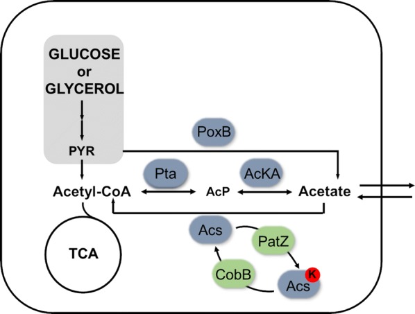 Fig. 1