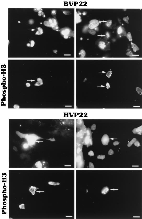 FIG. 9