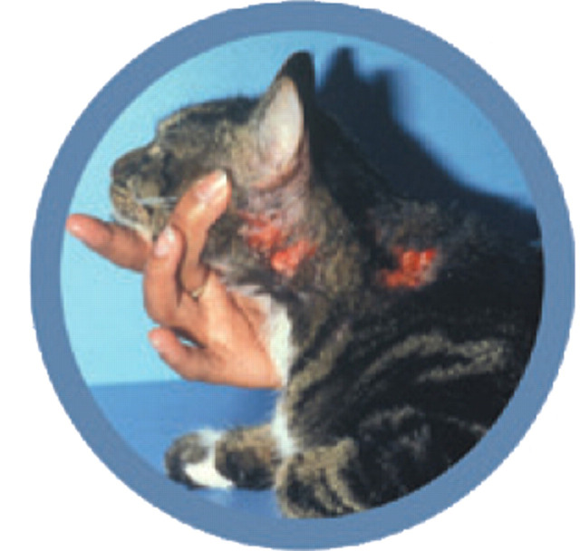 graphic file with name 10.1016_j.jfms.2010.09.005-fig5.jpg