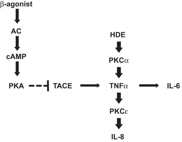 Fig. 11.