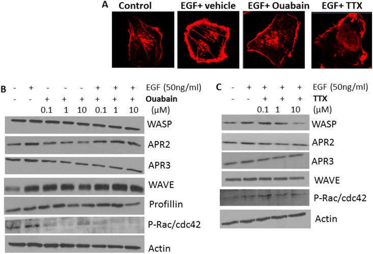 Fig 14