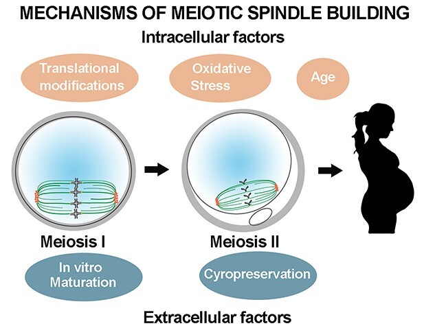 Graphical Abstract