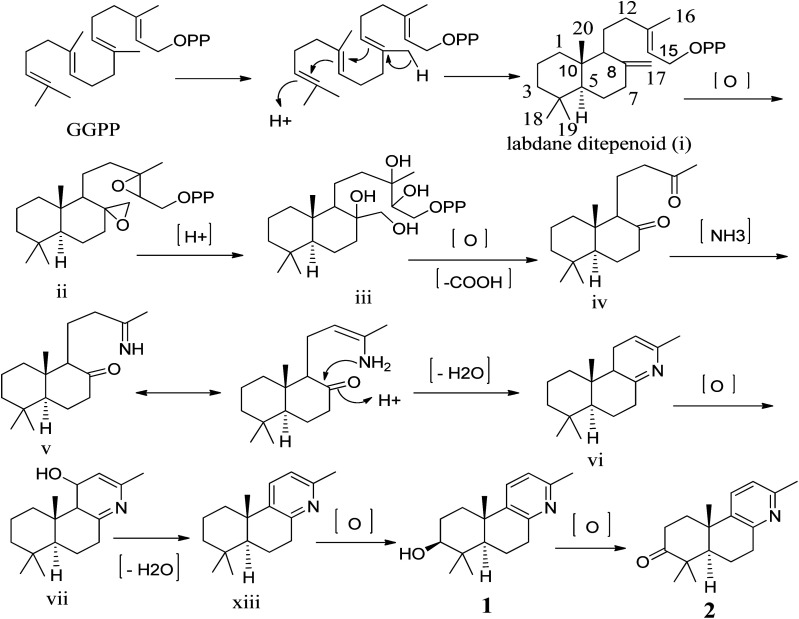 Scheme 1