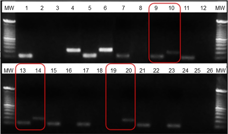 Fig 3