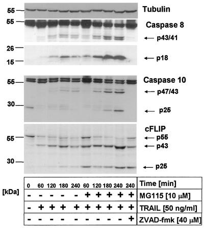 FIG. 5.