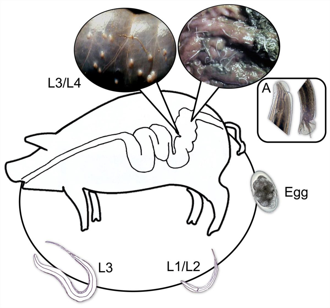 Fig. 1