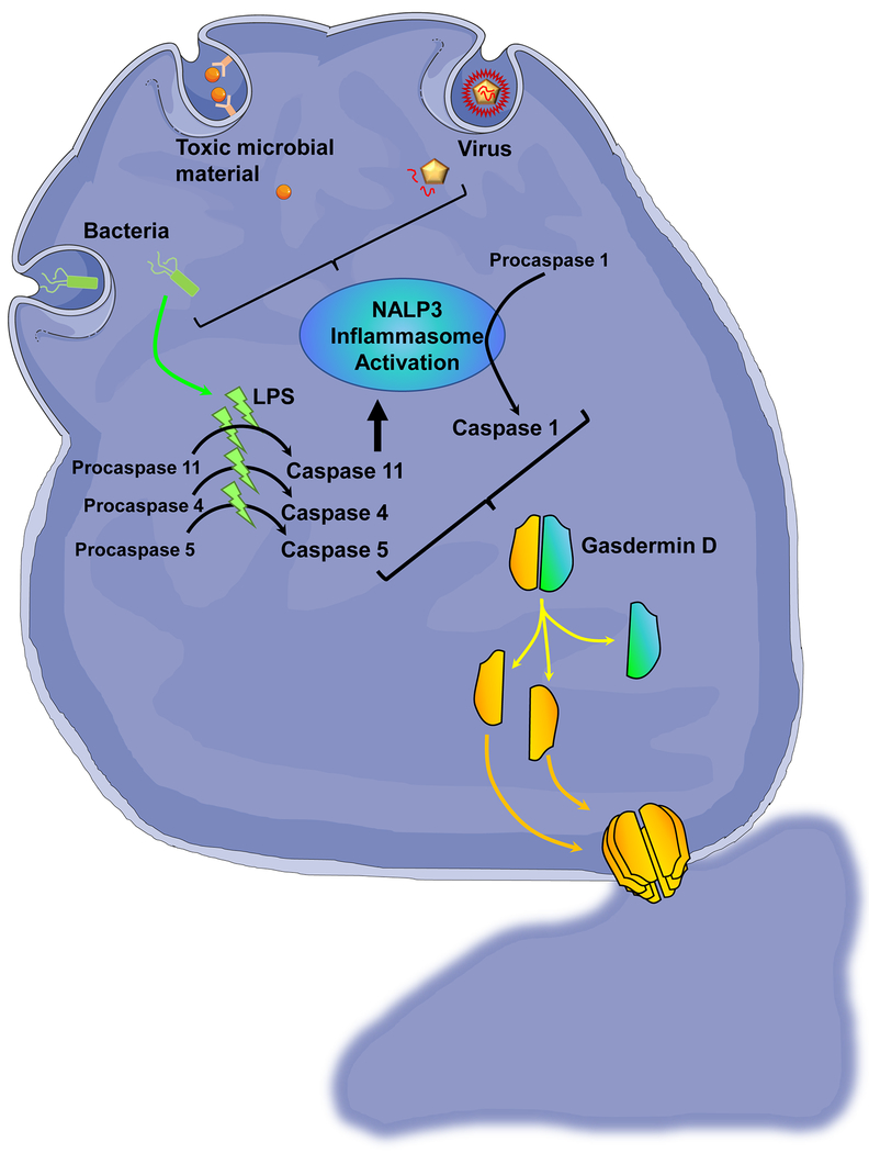 Figure 2: