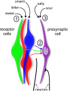 Figure 7.