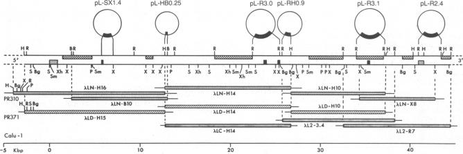 graphic file with name pnas00602-0086-a.jpg