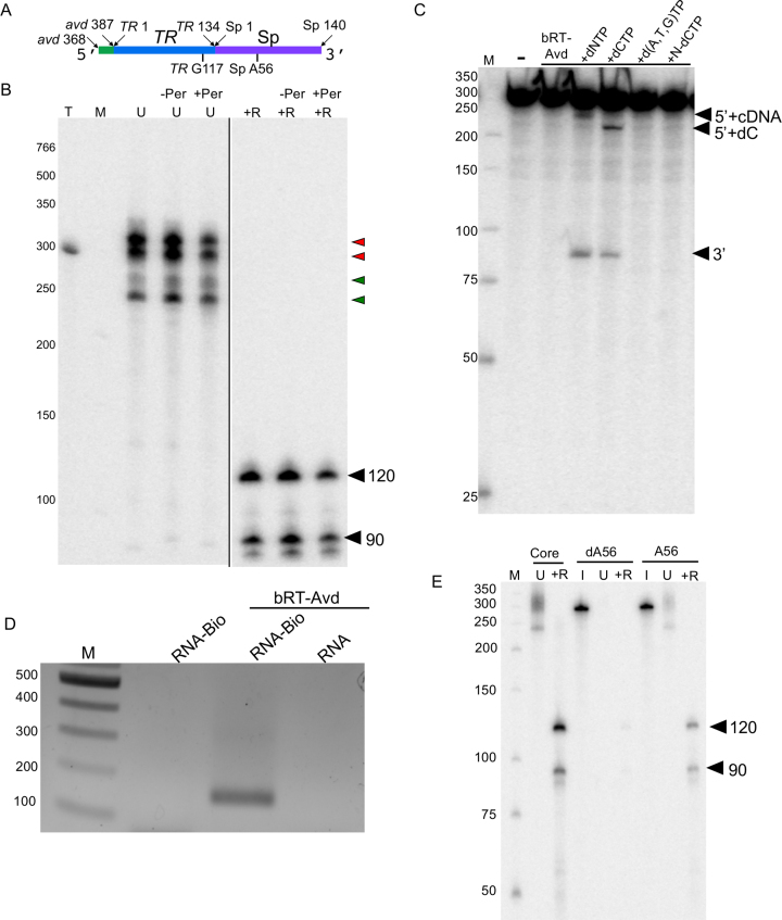 Figure 5.