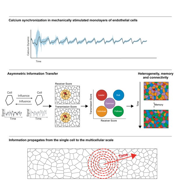 graphic file with name nihms-1823976-f0001.jpg